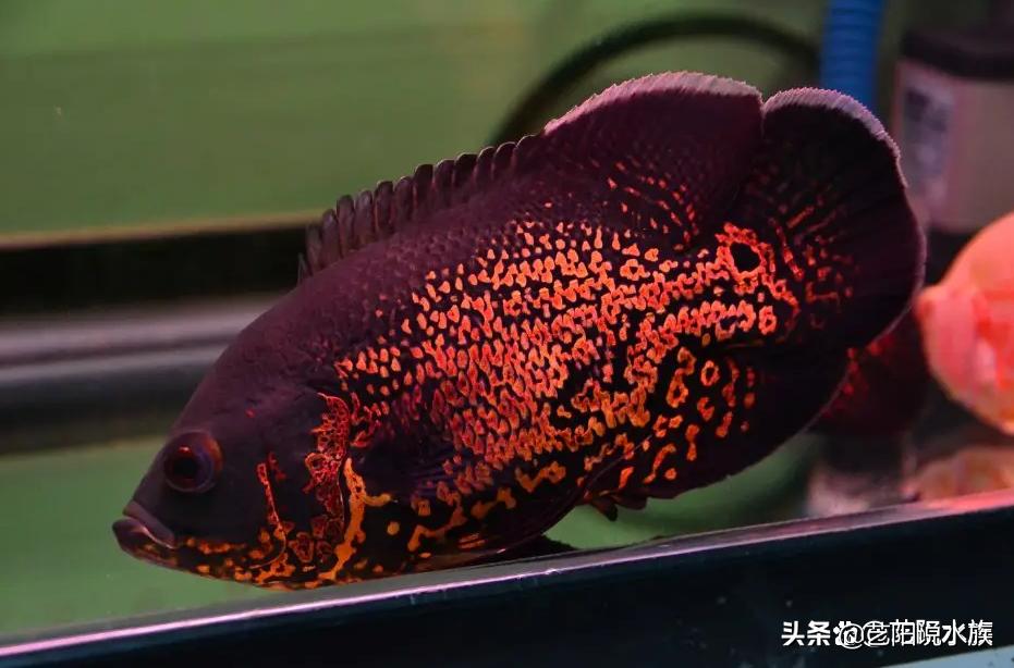 互动性强的观赏鱼好养,哪些观赏鱼会和主人互动