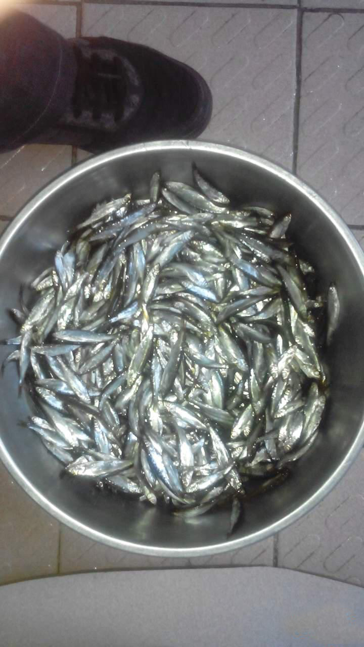 野钓用红虫钓小鱼闹窝怎么办,野钓小鱼闹窝怎么解