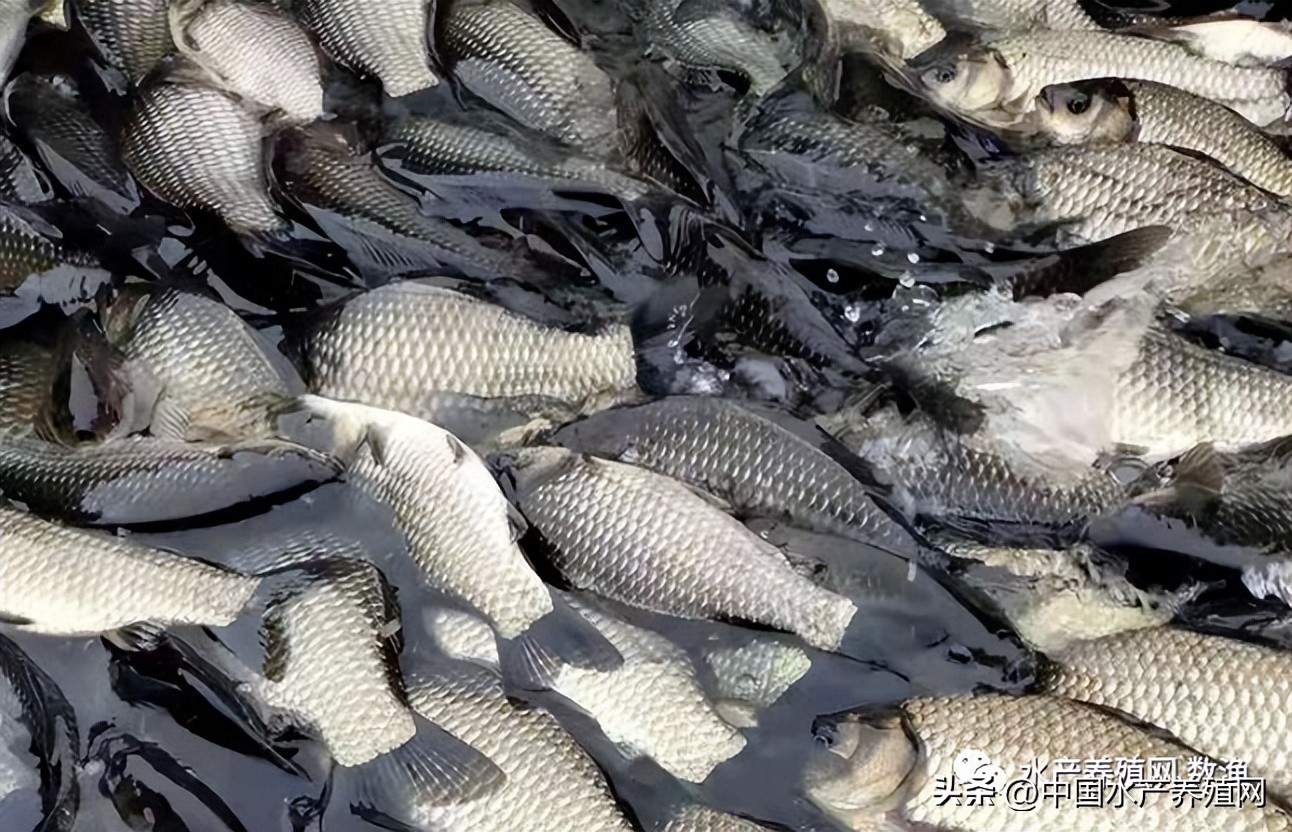 对虾泥鳅鮰鱼跌惨了,黑鱼黄颡鱼草鱼牛蛙也掉,市场一片哀嚎!