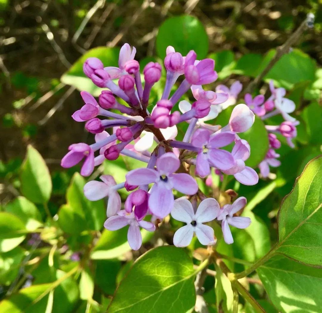 花草种类名称介绍,各种各样的花草名称大全