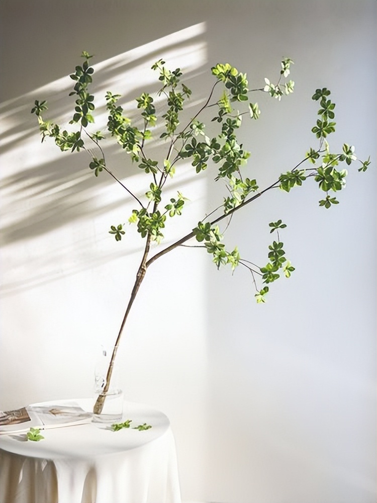 颜值超高的小清新植物,日本吊钟绿植有几个品种