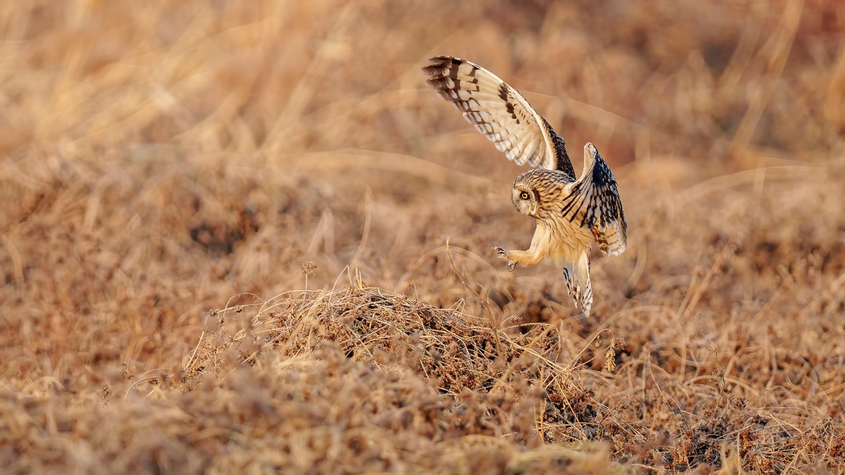 更轻、更锐、手持更稳适马60-600mmF4.5-6.3DGDNOS微单版镜头评测