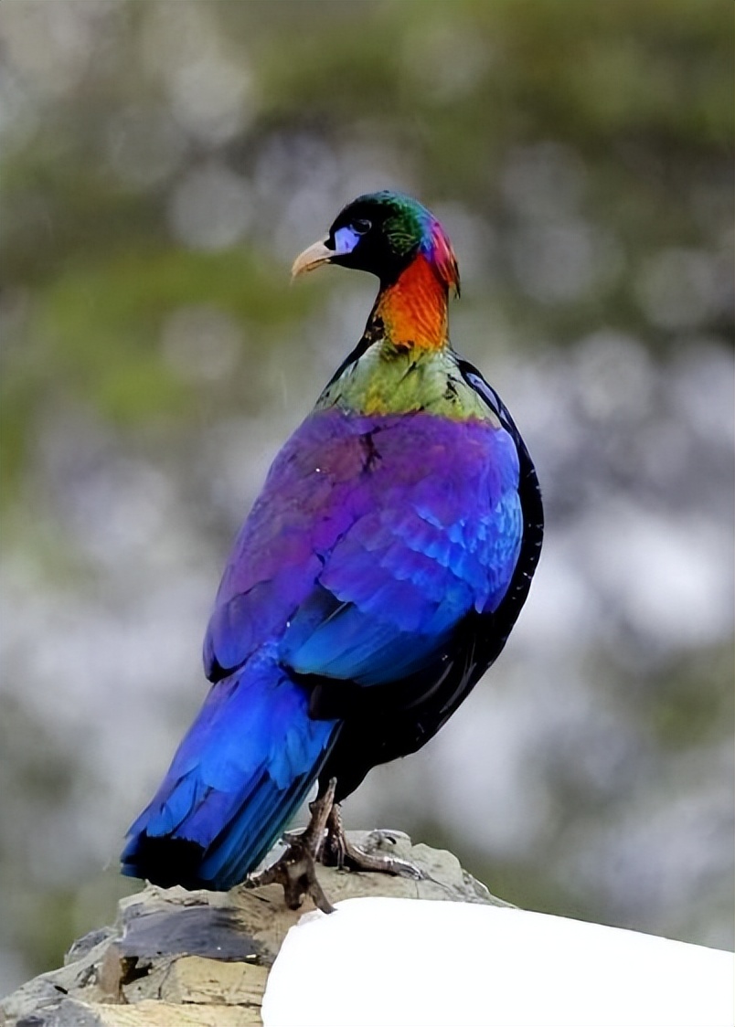 西昌市市鸟,西昌市鸟是哪种