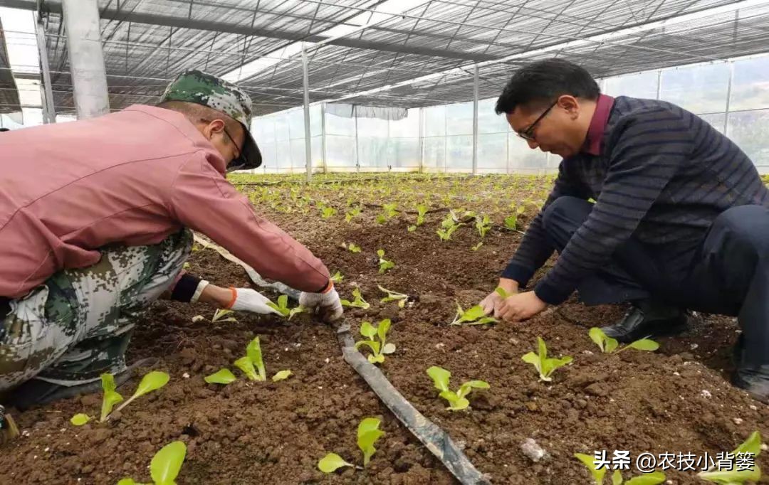 什么杀菌剂有控旺的功效,治死苗烂根最好的杀菌剂是