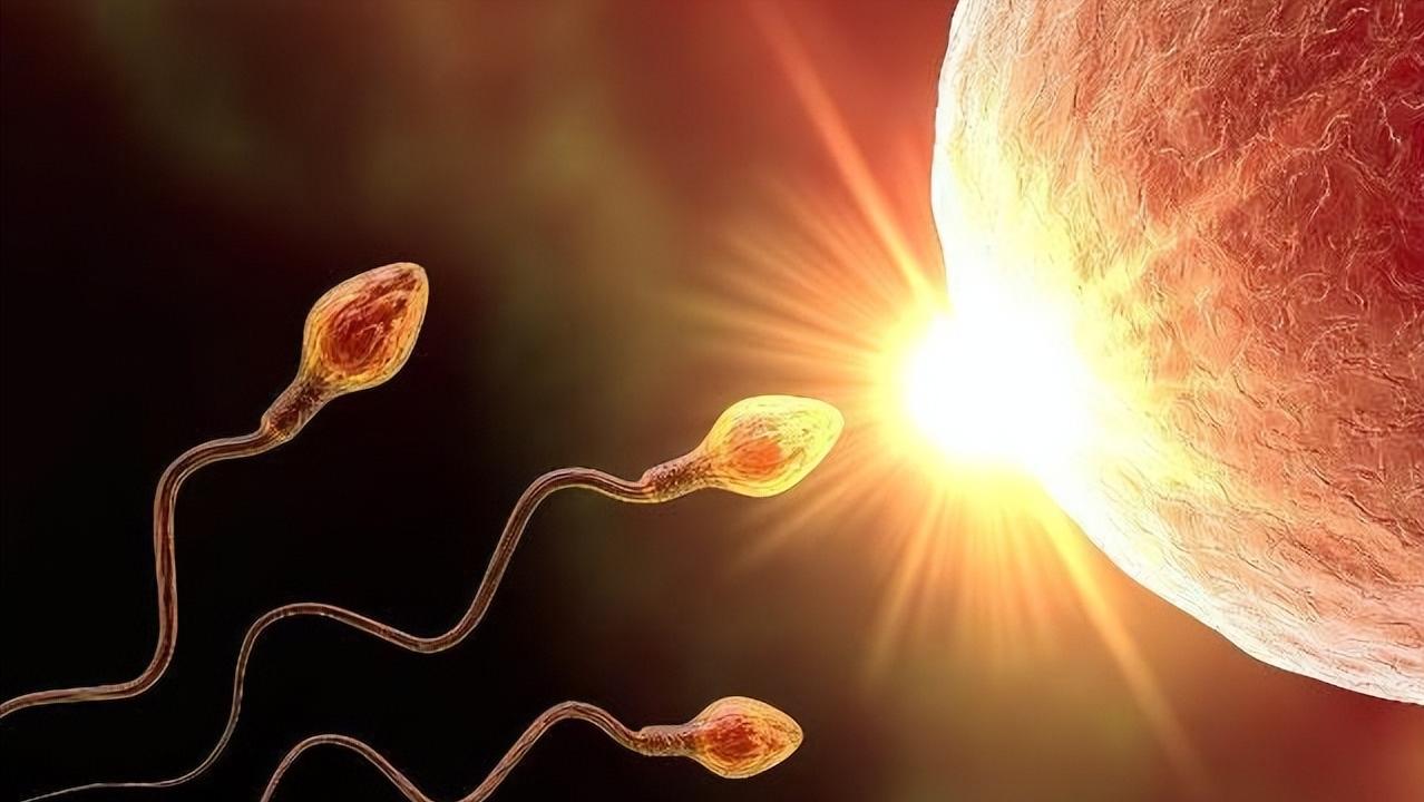 胎儿性别是哪一刻决定的,胎儿是在受孕的瞬间决定的