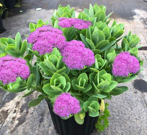 多肉乙女心虹之玉,多肉乙女心浆果虹之玉区别