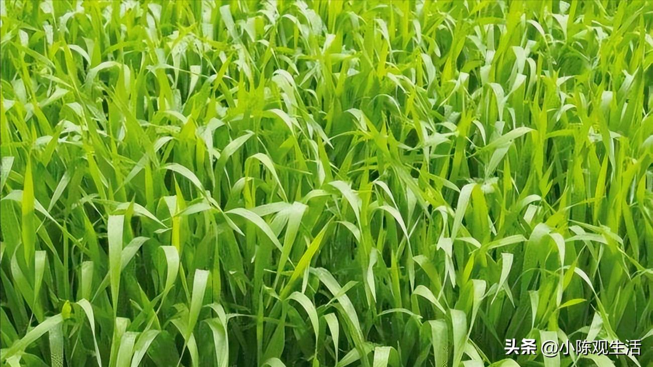 认识植物叶子的基础知识,植物叶子形态各异选择你最熟悉的