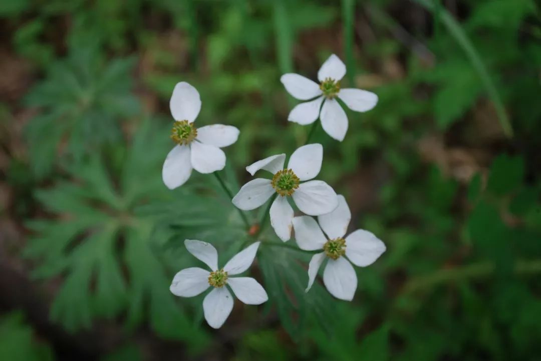 150种常见药用植物大全,150余种常见药用植物花期组图