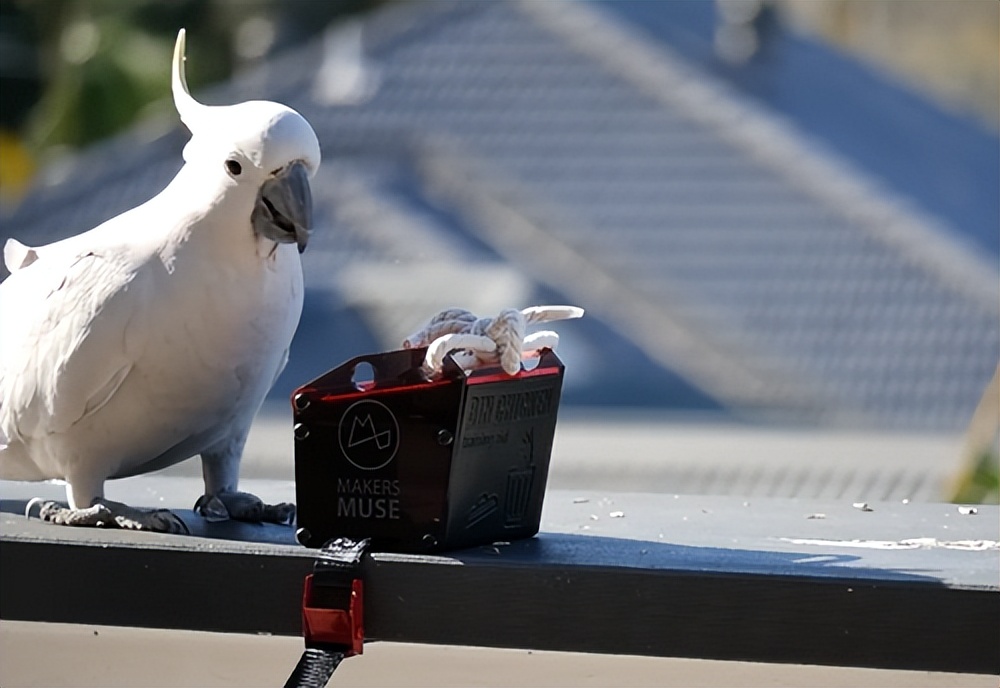 人鸟大战不断升级，想阻止鹦鹉乱翻垃圾桶太难了