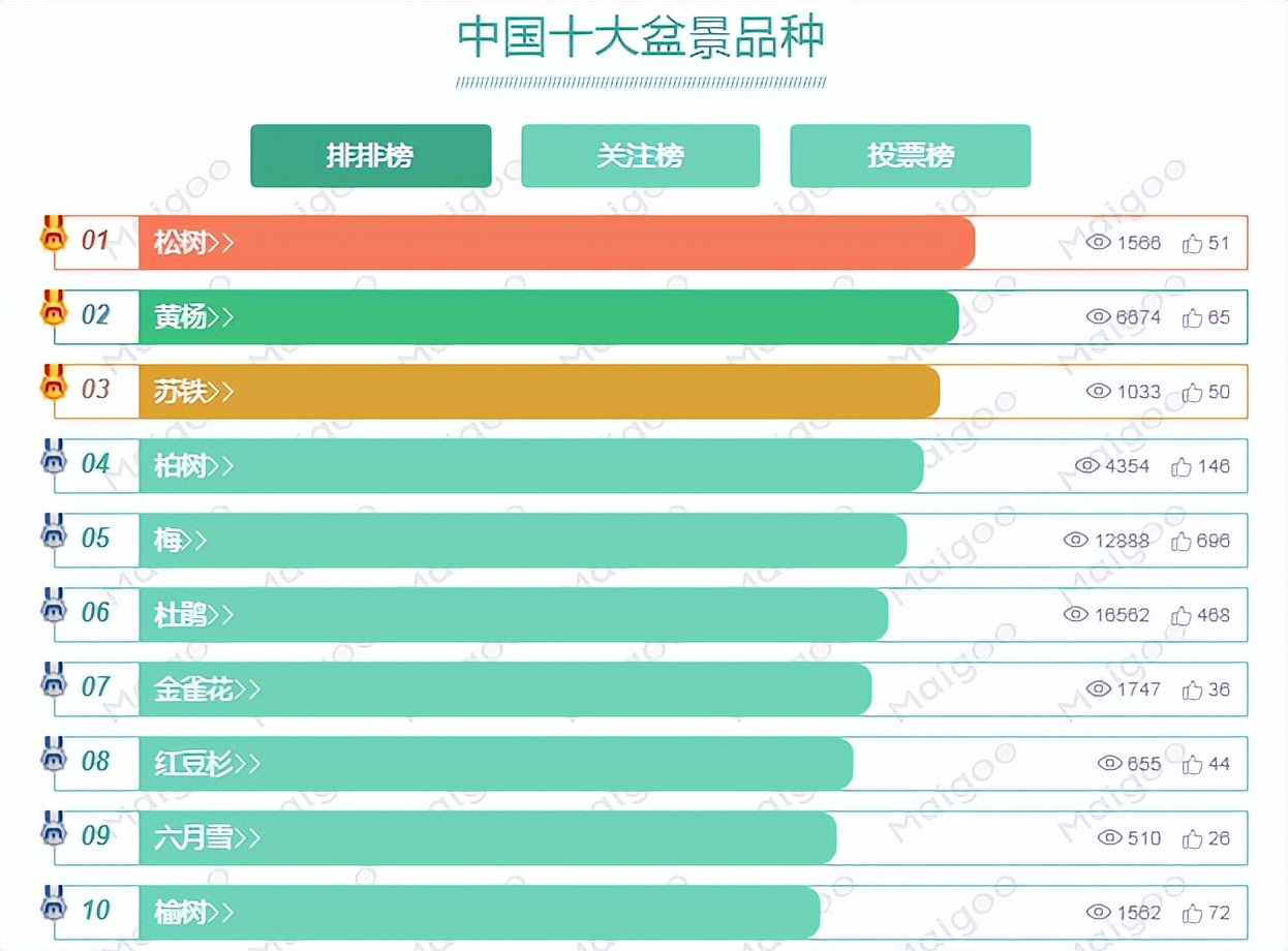 新手松树盆景制作,盆景铝线怎么蟠扎松树盆景