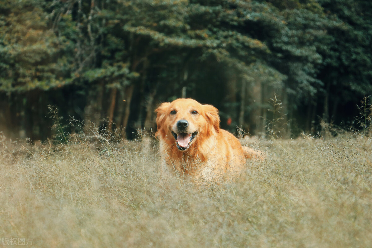 人类寿命最长的段子,人类寿命的真实故事