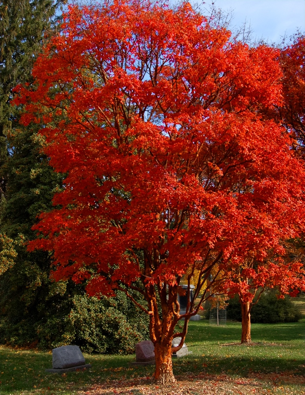 50亩山地种什么经济效益好,山东适合种的水果树种植