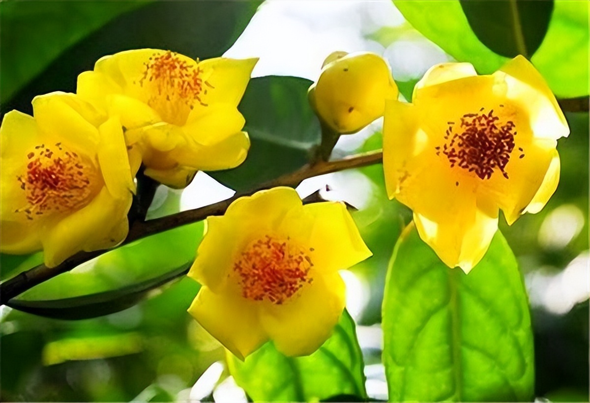 金花茶具有六大器官吗,金花茶属于什么属性