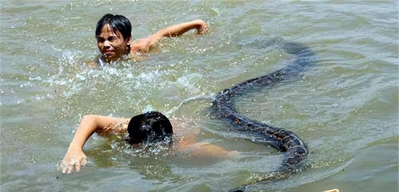 巨蟒报恩当保姆,96年海南巨蟒