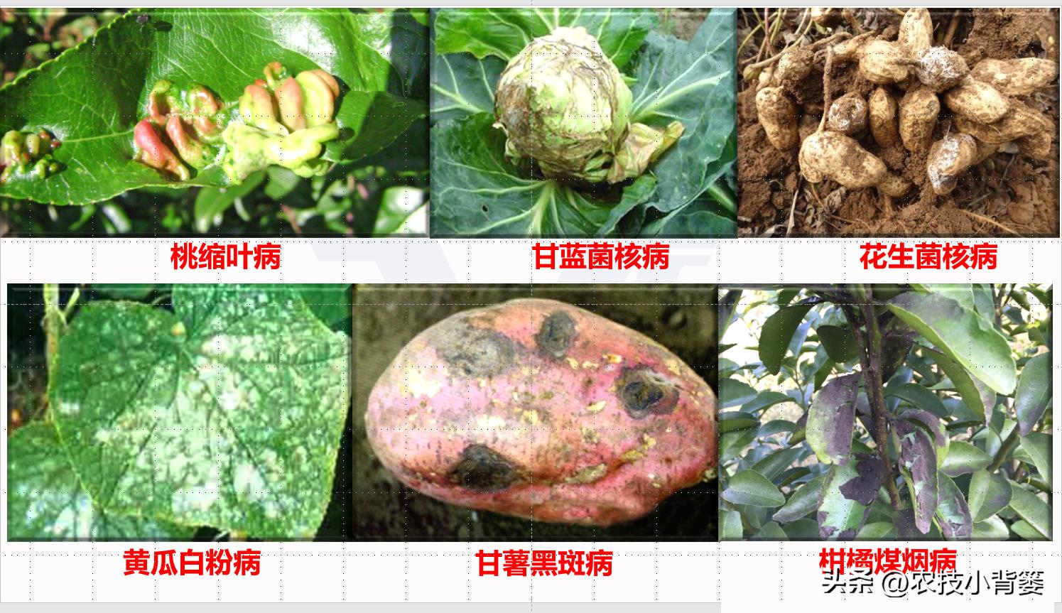 一招教你辨别真菌性病害,作物细菌真菌病毒轻松辨别