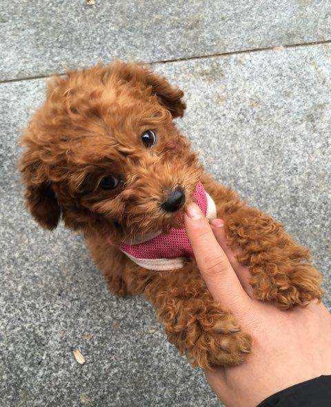 泰迪恐惧心理怎么训练,泰迪害怕的惩罚是什么