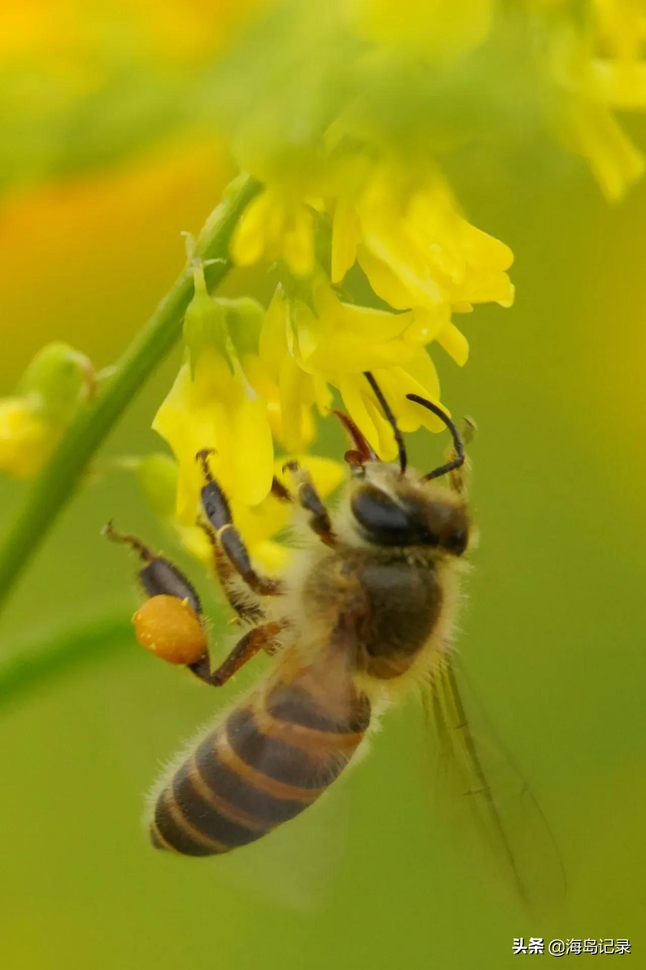 赞美蜜蜂的古诗或名言,哪些诗是赞美蜜蜂的