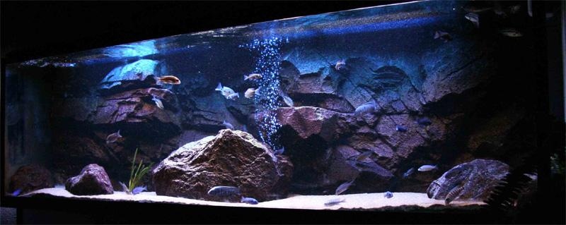 三湖鱼常见疾病图片,三湖鲷得肠道疾病