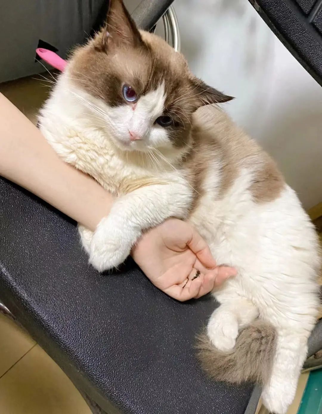 猫咪除了公母，居然还隐藏其他性别!?