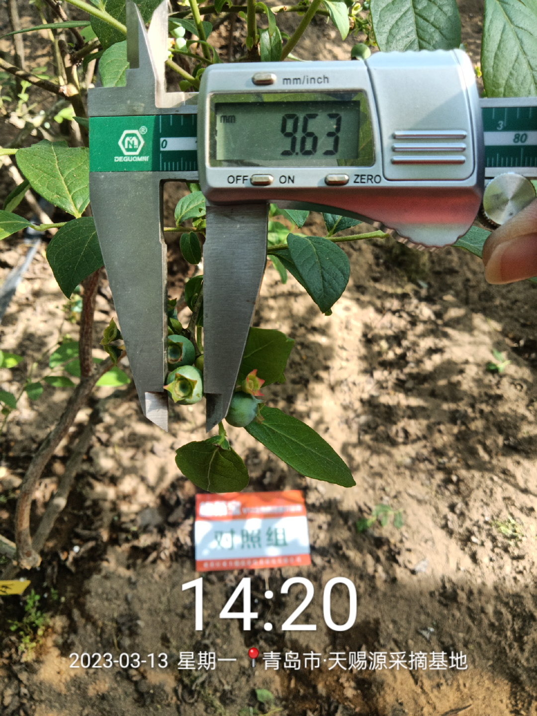 蓝莓大果哪个品种早熟,蓝莓大果新品种