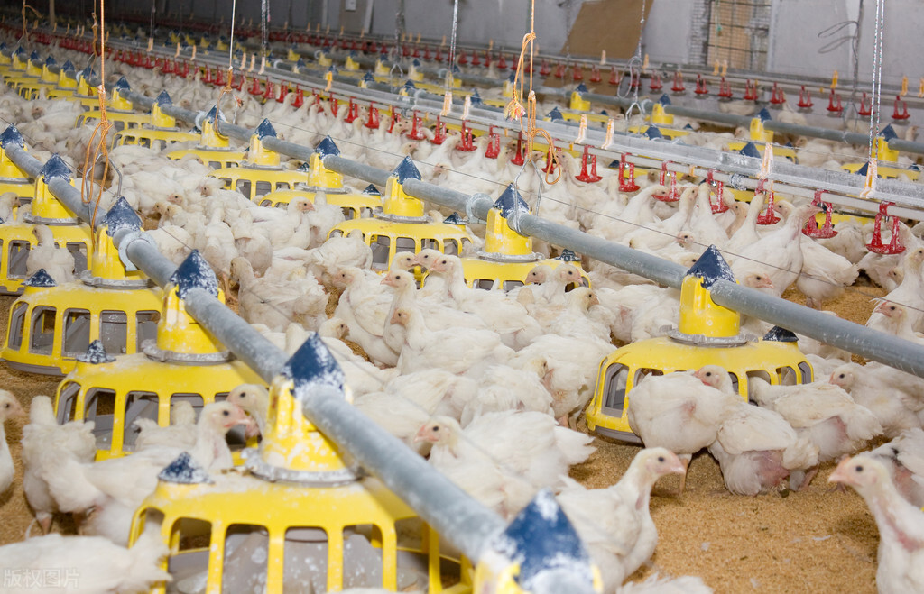 山沟沟里的养鸡场，如何帮中国人实现“吃鸡自由”？