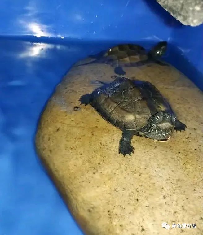 养龟必须要有晒台吗,养龟的晒台最好用什么