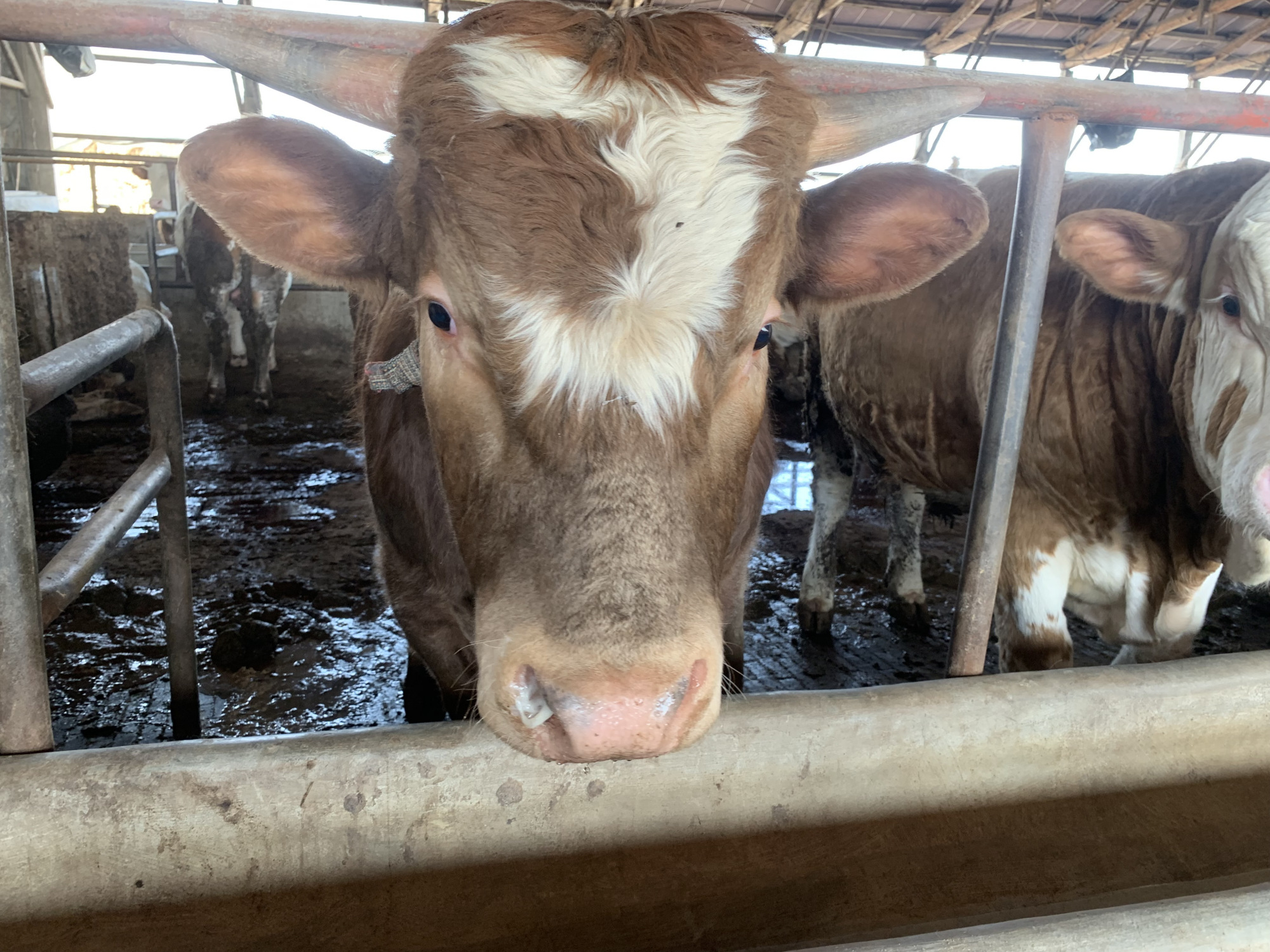 牛养殖现在牛价降价了吗,养殖牛价格行情走势分析