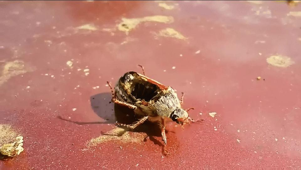 12张让人惊叹的动物的照片,眼界大开30张活久见的动物图