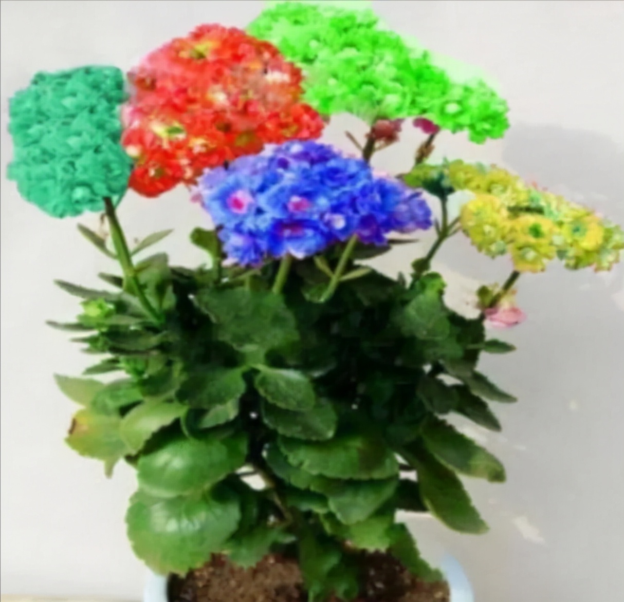 长寿花叶子畸形了,长寿花叶子小是怎么回事