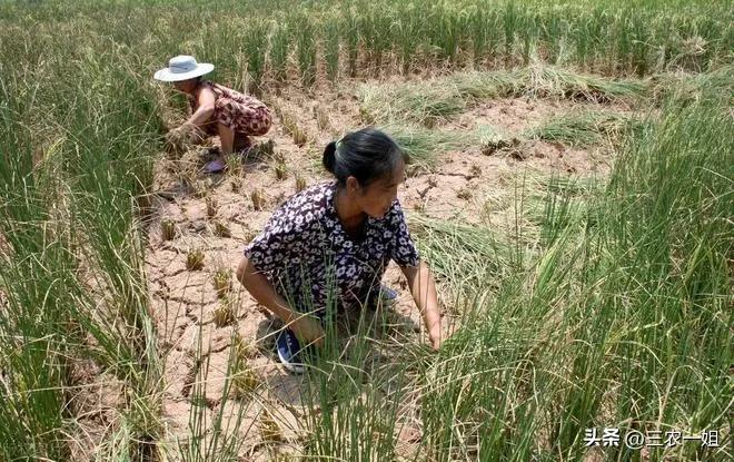三伏热不热就看芒种,三伏不热就看三月三
