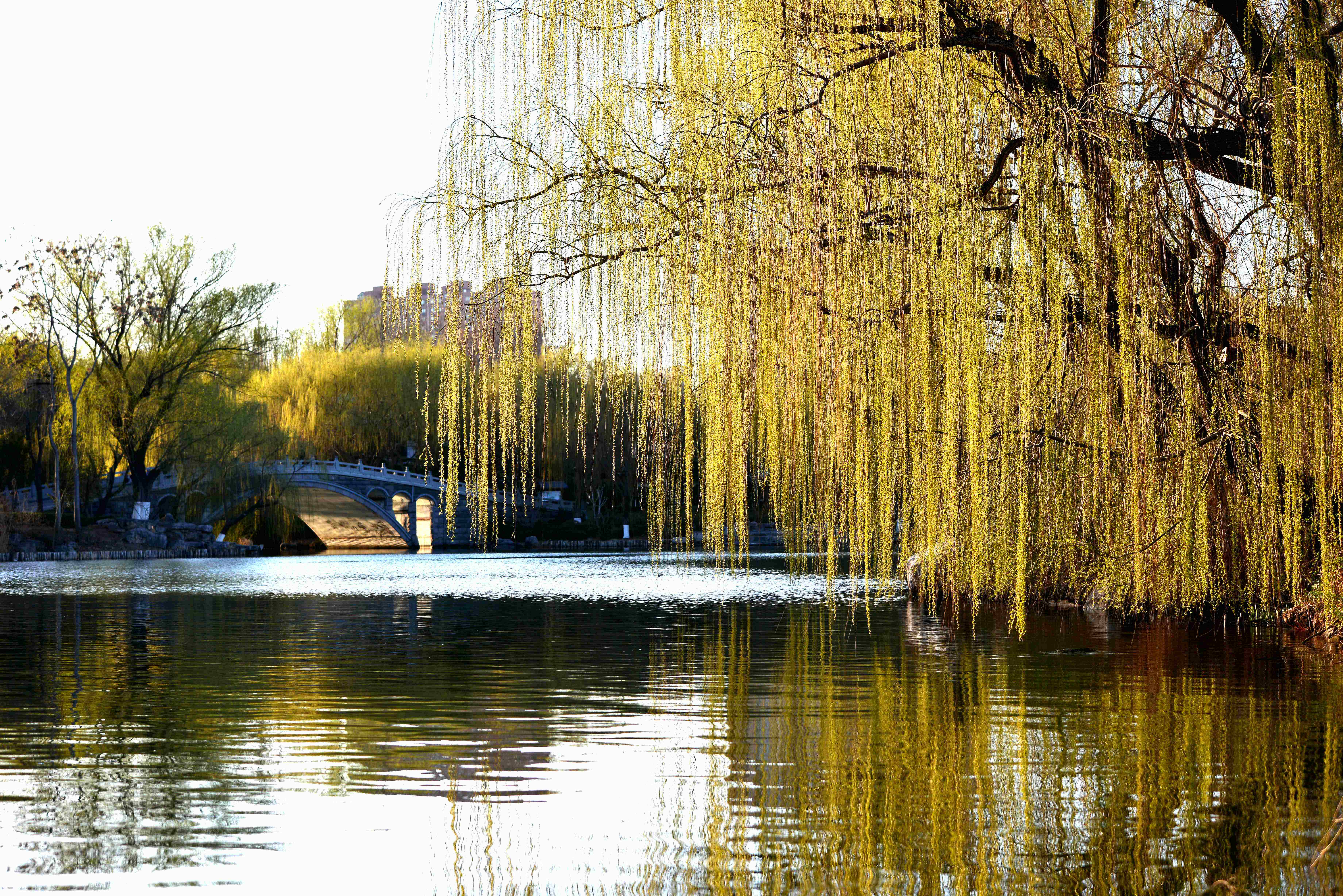 秋天的柳也有几分妖娆“栖鸦流水点秋光，爱此萧疏树几行”