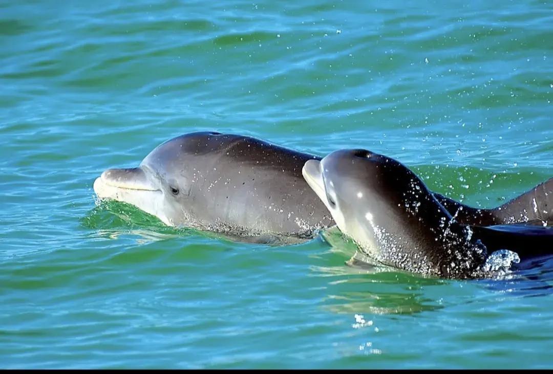 海豚救人电影,海豚救人类的视频