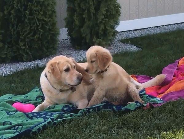 养金毛的注意事项,金毛幼犬刚到家的注意事项