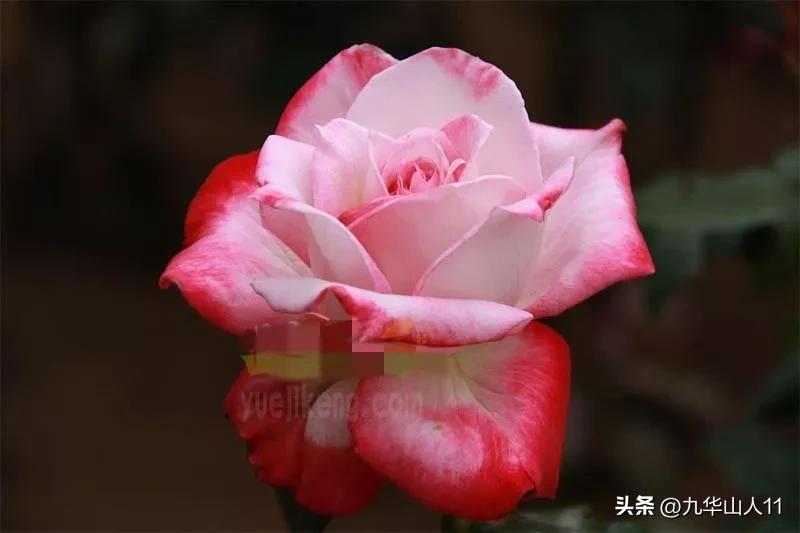 粉色爬藤月季大花浓香品种,大花多层月季花品种大全一览表