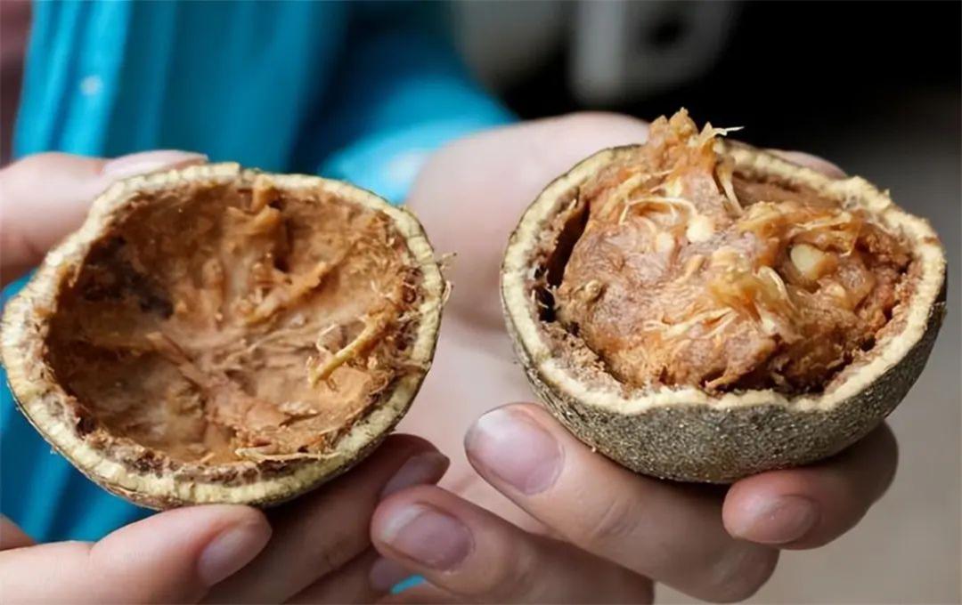 十万大山发现木苹果，果肉像罗汉果，果壳比椰子硬，印度人喜欢吃