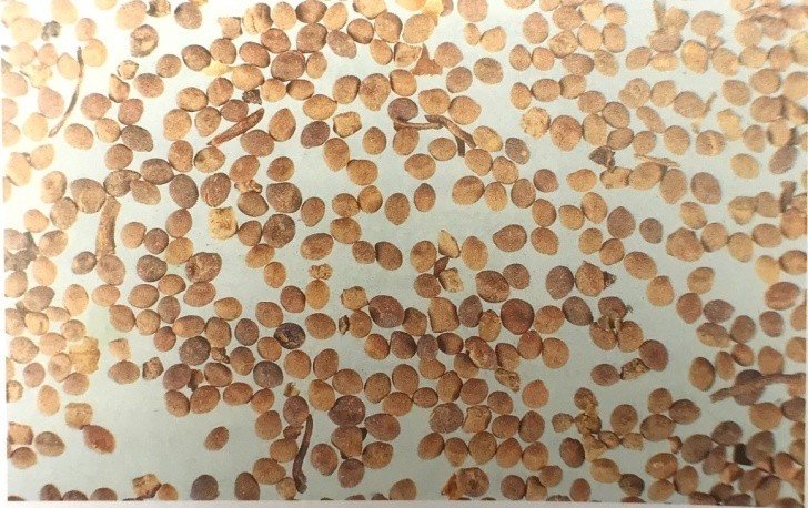 《药你明白》专栏:每天学一味中药:菟丝子