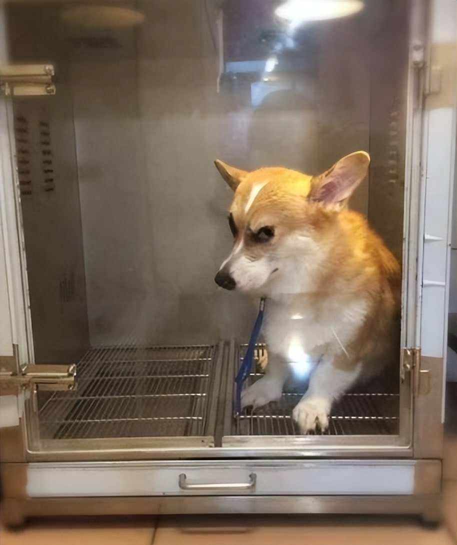 短腿柯基优点缺点,柯基的优点和缺点