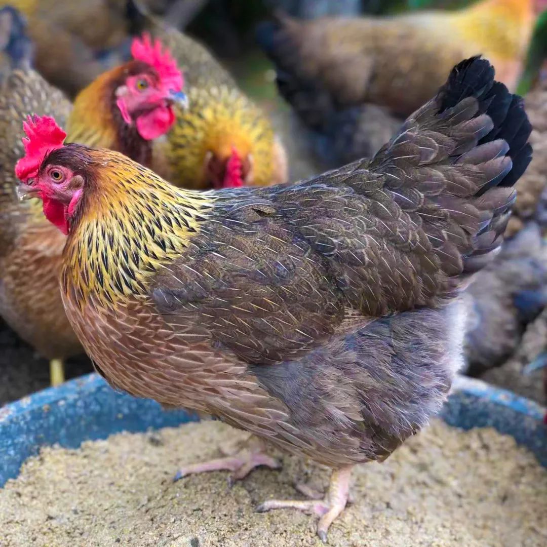 没有一只鸡可以离开广东吗,没有一只鸡能逃离吗