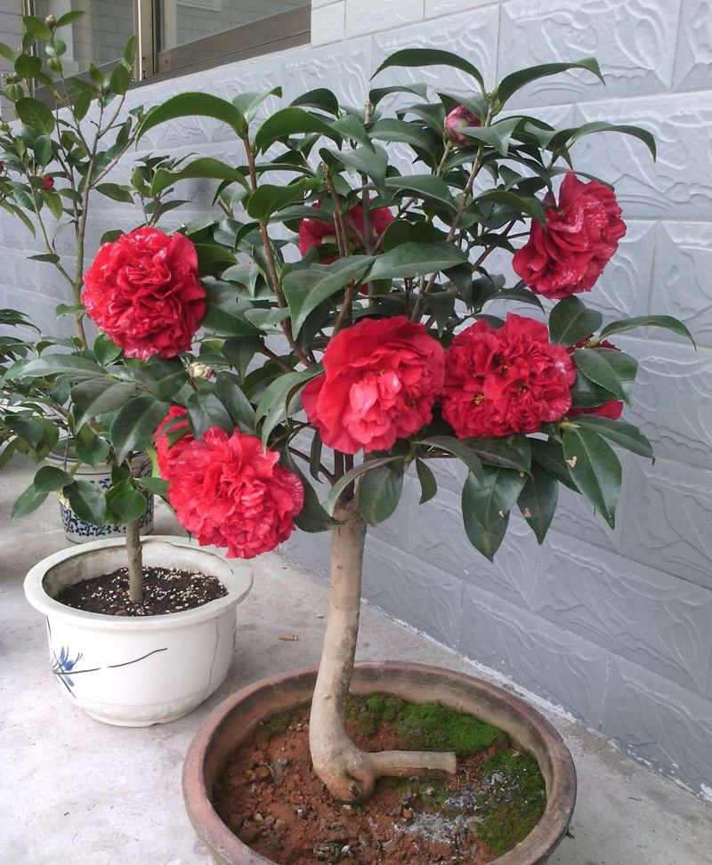 4种花适合新手养漂亮好养,20种坑人的花