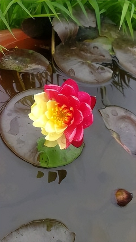 南京玄武湖的珍稀睡莲,玄武湖再现2株三色睡莲