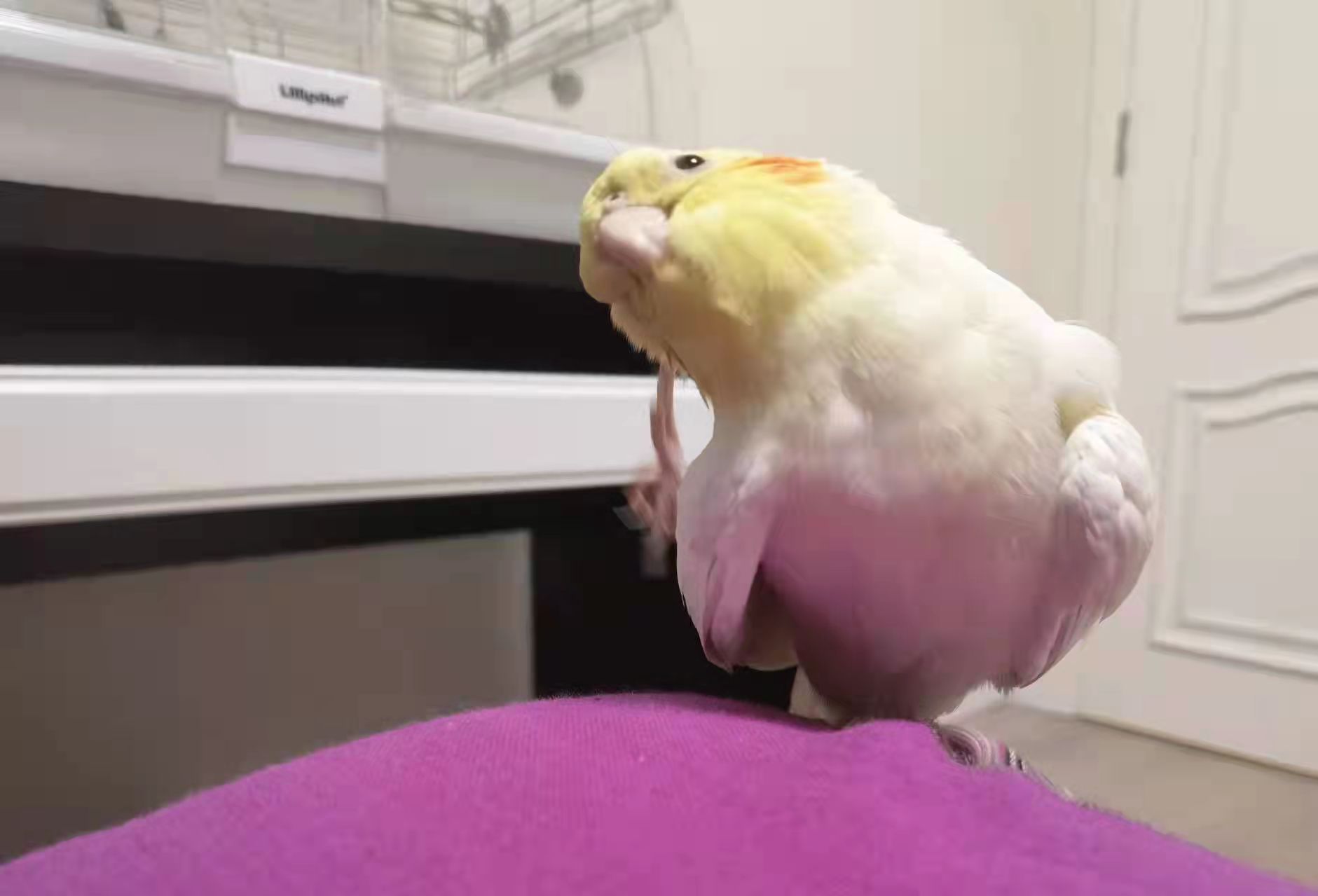 虎皮鹦鹉和玄凤鹦鹉哪个好养,玄凤鹦鹉能不能关在笼子里养