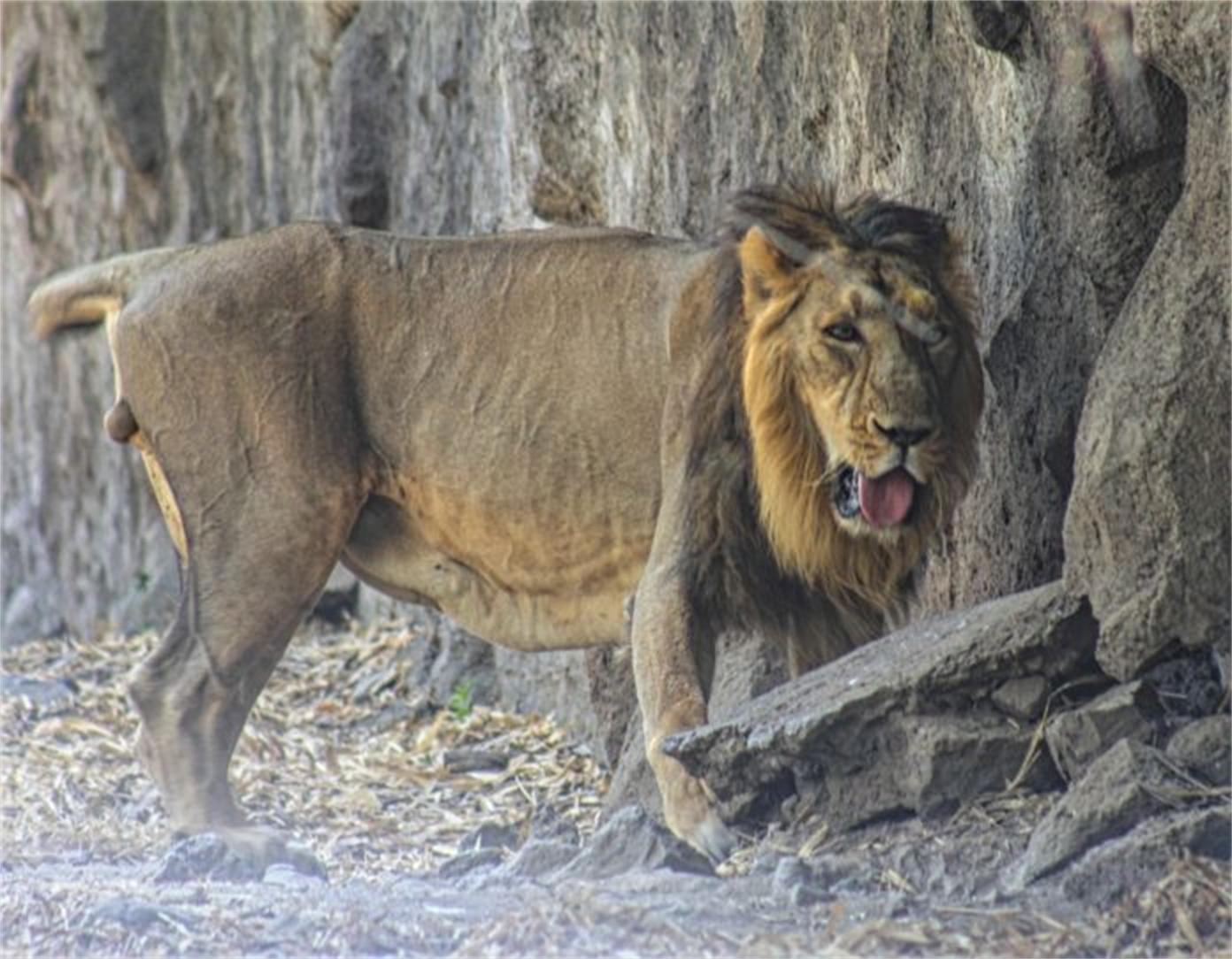 老虎和狮子晚年,狮子和老虎成年期一样吗