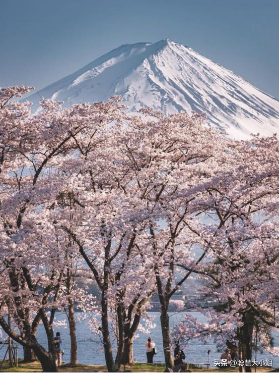 日本樱花花海浪漫之旅,日本旅游看樱花之旅攻略