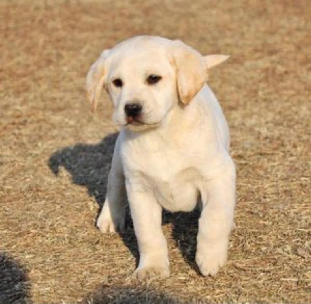 新手养狗适合养拉布拉多吗,养狗的你真的了解拉布拉多吗