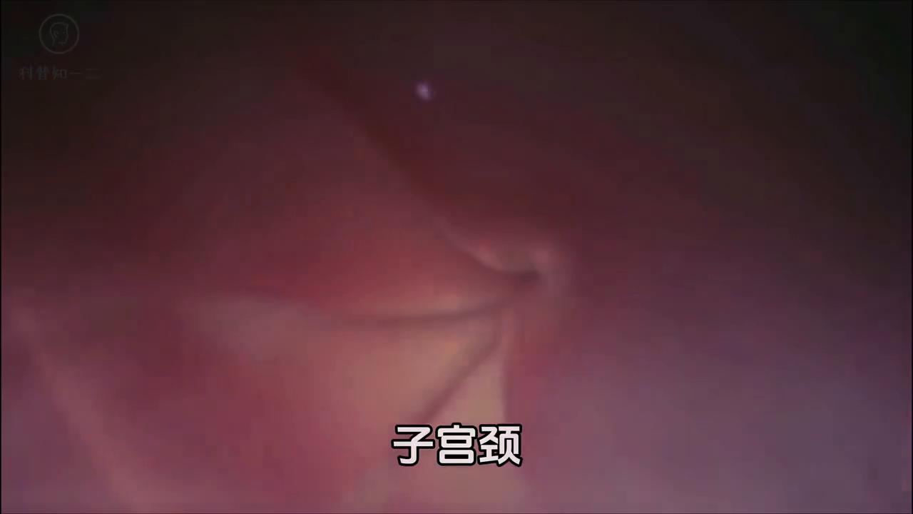 小蝌蚪蜕变成青蛙的视频,从一只小蝌蚪开始一路蜕变