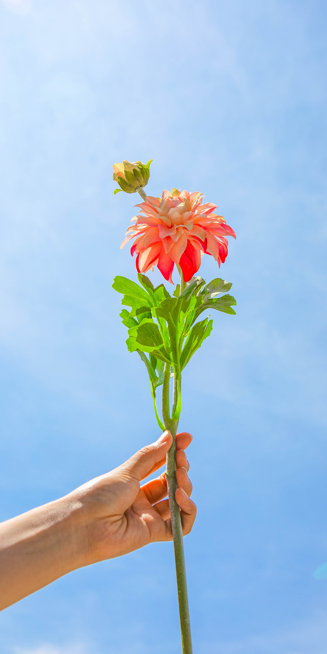 手机型号壁纸图片,169手机壁纸尺寸
