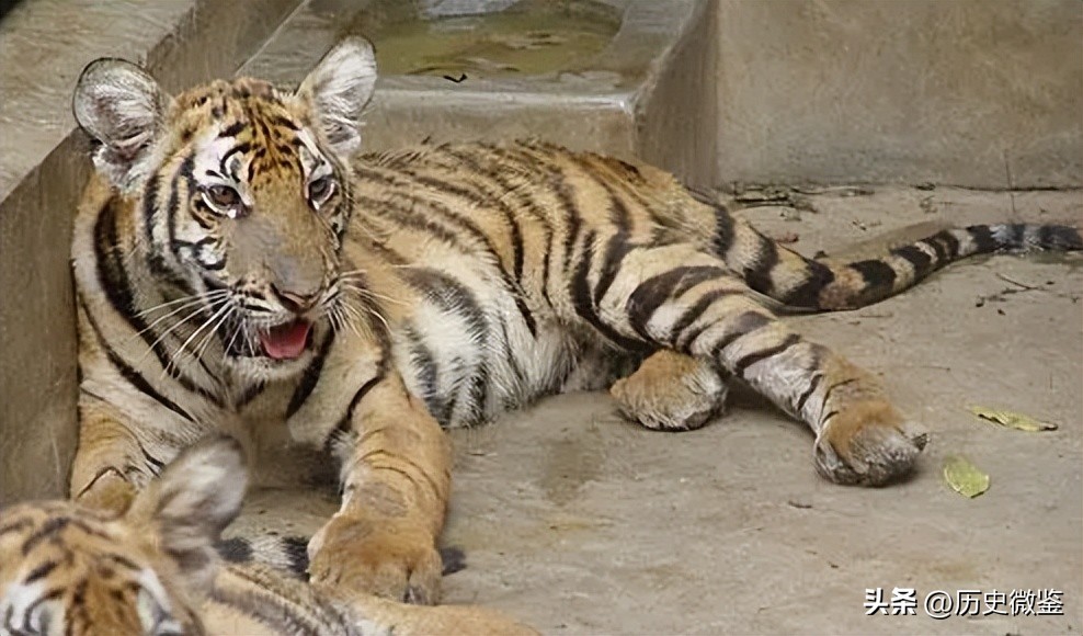 中国将5只华南虎放到非洲草原，繁衍15只后，为何迟迟不回中国