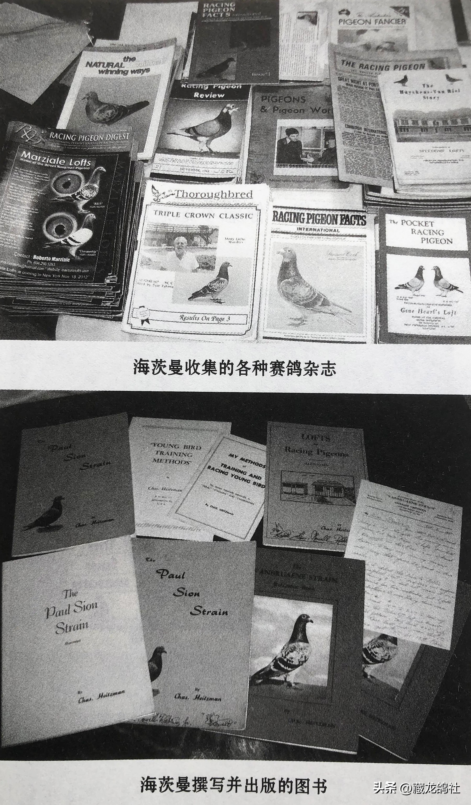 育鸽如何青出于蓝？——谈国血由来与海斯曼的逆袭