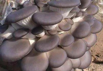 平菇栽培种含水量的要求,平菇菌包含水量怎么样计算的