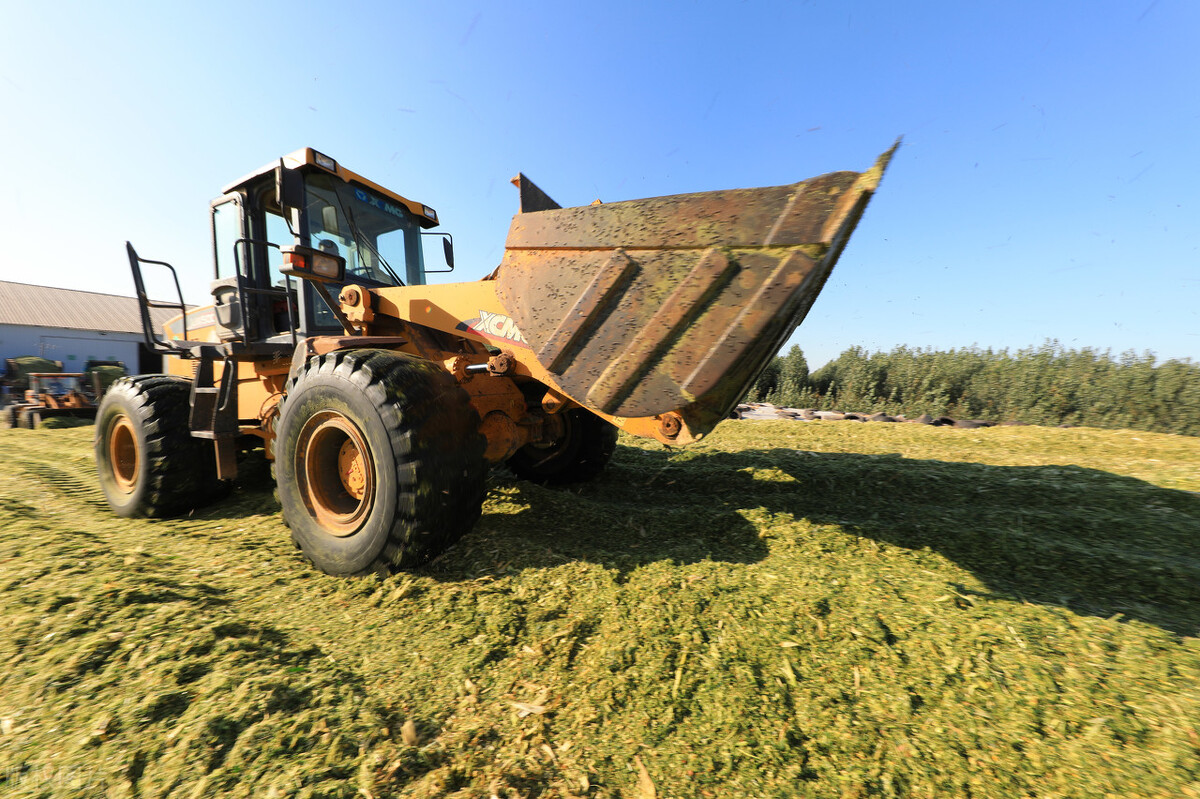 面粉厂收购小麦报价,面粉厂收购小麦价格表